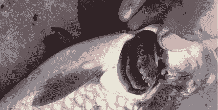 养殖白鲢鱼烂鳃怎么回事