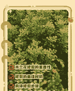 米兰花什么时候修剪比较合适