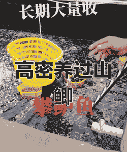 澳洲大龙虾多少钱