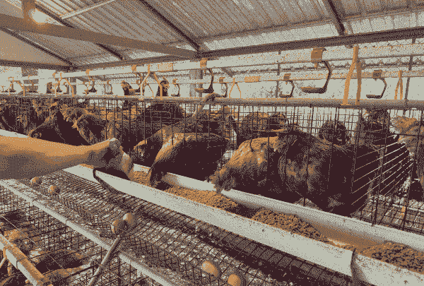 在农村发展养殖业怎么样