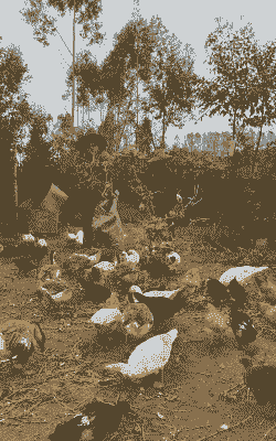 想回乡做养殖业怎么样