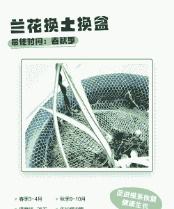 兰花换土什么时间