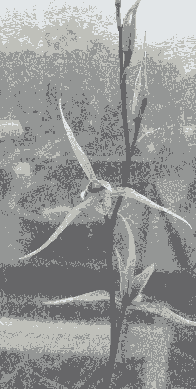 兰花耐寒多少度