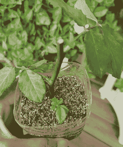 月季花秋天可以插活吗