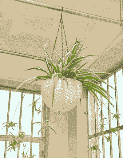 吊兰可以放卧室吗