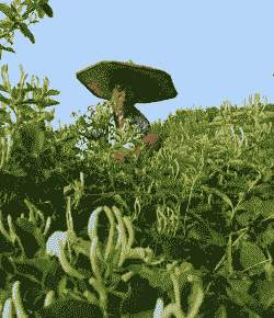 人工养殖金银花怎么样的