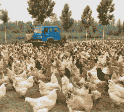 养殖场土鸡的利润怎么样