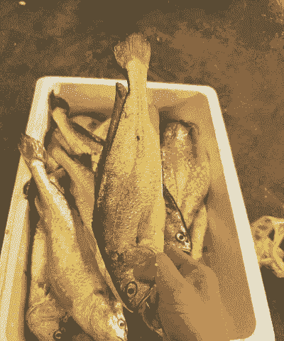 养殖5斤黄花鱼怎么样