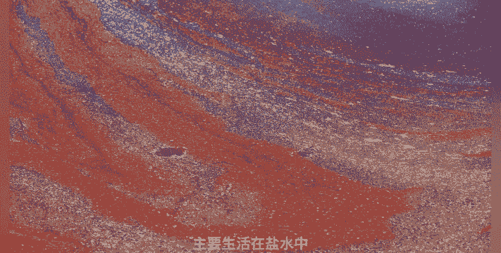 养殖塘里发红藻怎么办呀