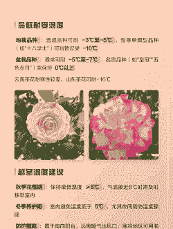 茶花越冬最低温度是多少
