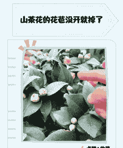 茶花为什么花苞不开就掉了