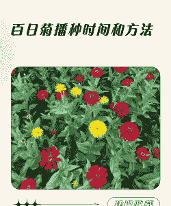 菊花什么时候种植最好