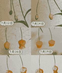 百合从种球到开花要多久