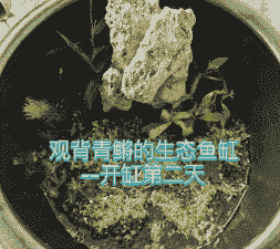 剑三家园鱼苗怎么养殖