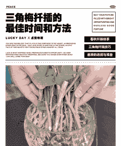 扦插的三角梅什么时候可以移栽