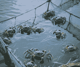 黑龙江河蟹养殖怎么样