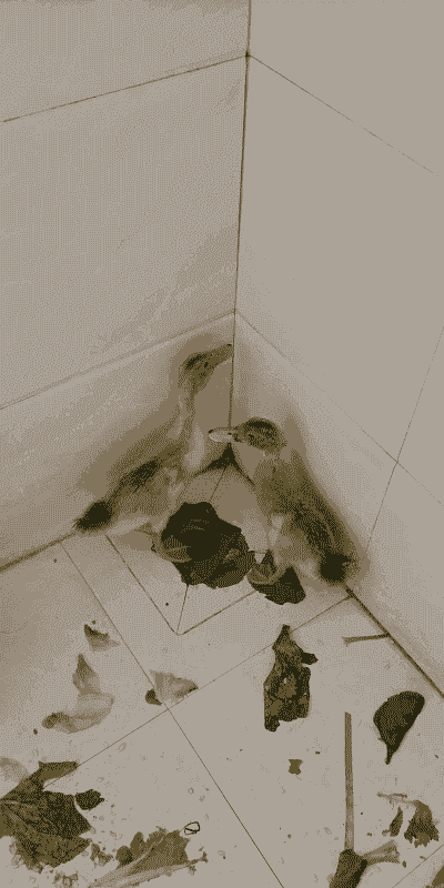 2月份小鸭子怎么养殖