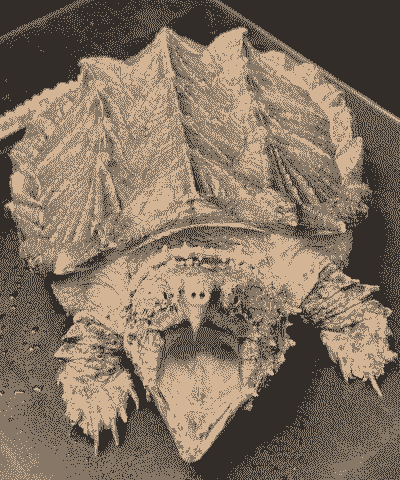 16厘米的鳄龟怎么养殖