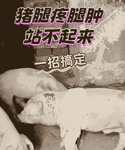 养殖场小猪叫不醒怎么办