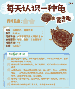 5厘米的麝香龟怎么养殖