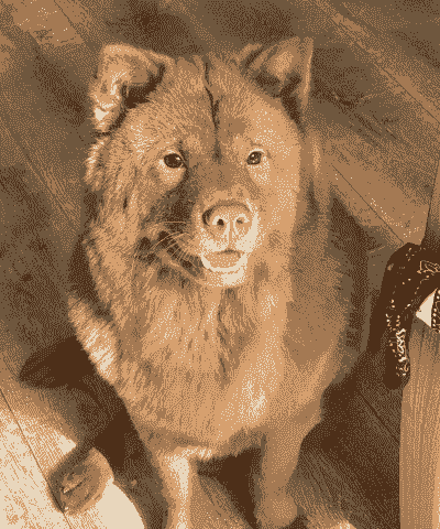 养殖五红狗的前景怎么样