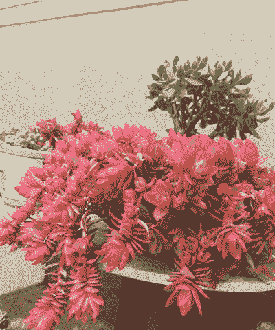 火祭多肉怎么样的土养殖