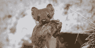 兔子养殖怕黄鼠狼怎么办