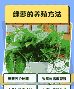 绿萝怎么养殖更绿更旺夫