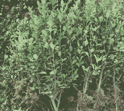 山东大叶黄杨苗怎么养殖