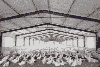 乐寿肉鸭养殖前景怎么样