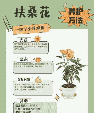 扶桑花能在家中养吗
