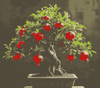 石榴盆景几月份换盆