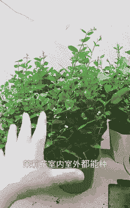 茉莉花放室内还是室外