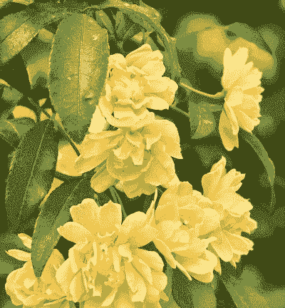 木香花几月份栽种最好