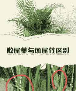 散尾葵与凤尾竹是一样的吗