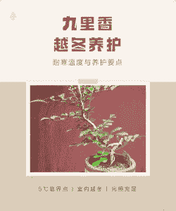 九里香冬天最低耐寒多少度