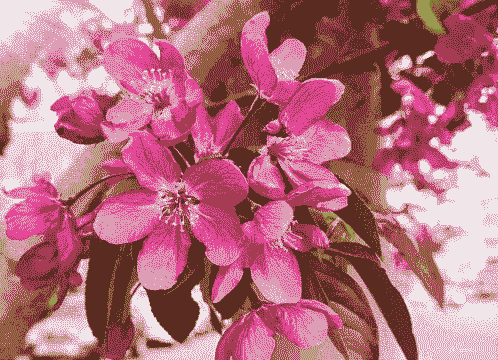 小紫叶的海棠花怎么养殖