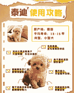 泰迪狗4到5岁怎么养殖