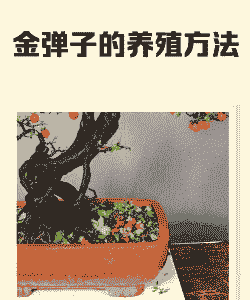 四川金弹子老桩怎么养殖