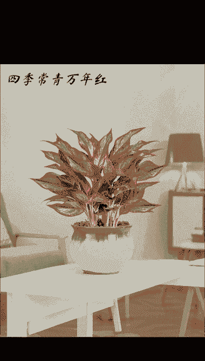 万年红老桩怎么养殖方法