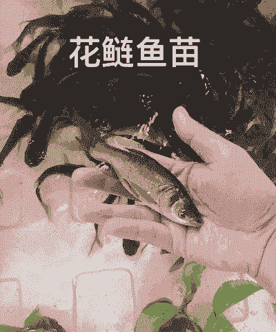 3厘米的花鲢怎么养殖