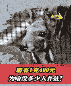 麝怎么养殖多少钱一只