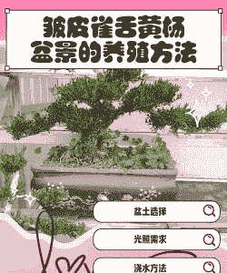 一米二的小盆景怎么养殖