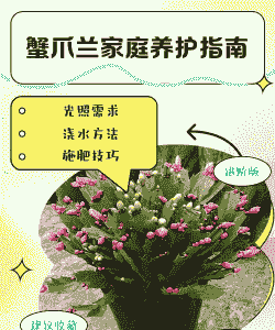 蟹爪兰怎么放营养液养殖