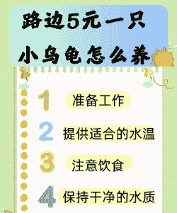 5块钱的小龟怎么养殖