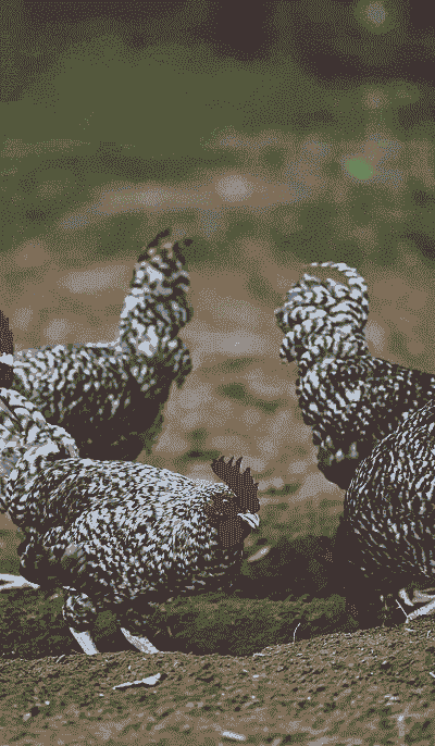 去四川遂宁养殖怎么样