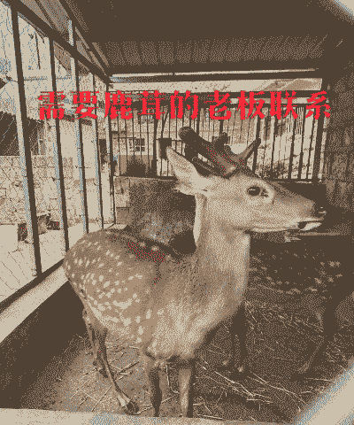 湖南梅花鹿苗养殖怎么样