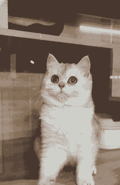 5个月大的猫怎么养殖