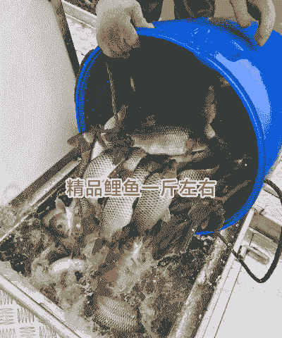 一斤重的鱼要怎么养殖