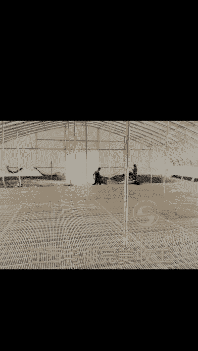 鸭棚养殖密度过大怎么办